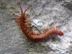 centipede.JPG (144KB)